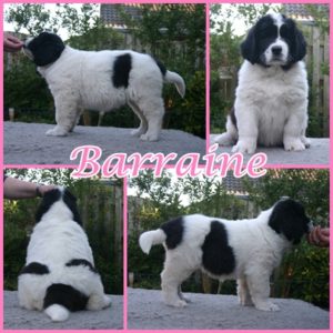 Barraine