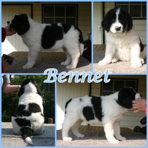 Bennet