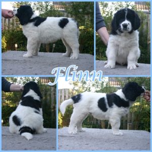 Flinn