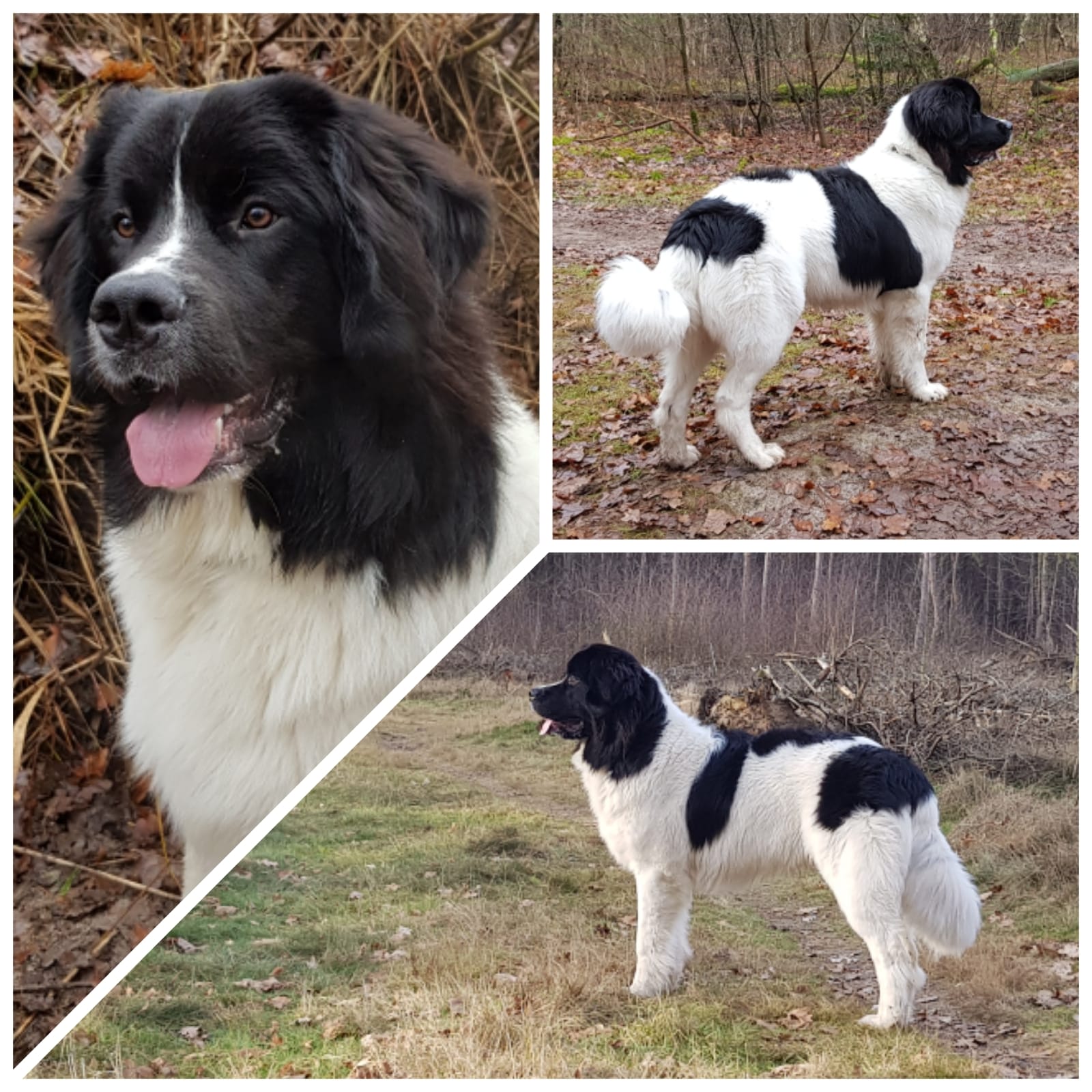 Dayo – Praganda's Landseer E.C.T. kennel